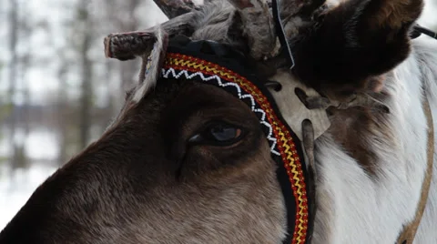 Reindeers 7 Stock Footage 35364427