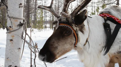 Reindeers 8 Stock Footage 35364301