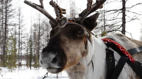 Reindeers 9 Stock-Footage 35364403