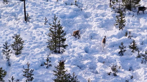 Reindeers are seen walking and grazing among snow-covered trees in a peacef.. Stock Footage 287016196