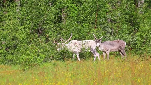 Reindeers browsing at the edge of a Swedish forest Stock Footage 141580376