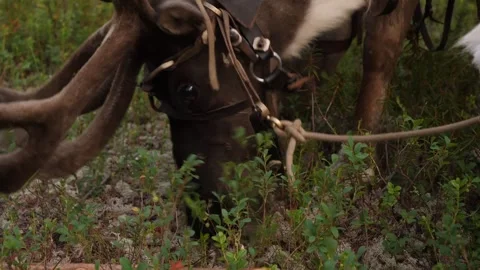 Reindeers (caribou) eats the moss in Siberia Stock Footage 283377027