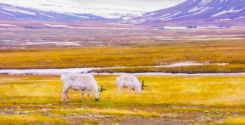 Reindeers eats grass at the plains of Svalbard Foto stock