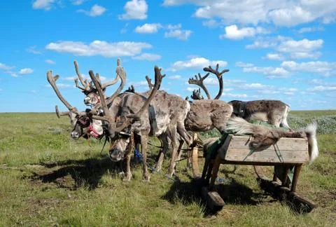 Reindeers in harness Stock Photos