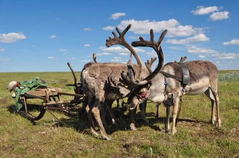 Reindeers in harness Stock Photos