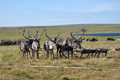 Reindeers in harness Stock Photos