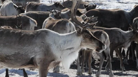 Reindeers Herd Stock Footage 43719275