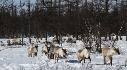 Reindeers in movement. Resting Reindeers. Stock Footage 43718282