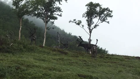 Reindeers on the pasture Stock Footage 253655548