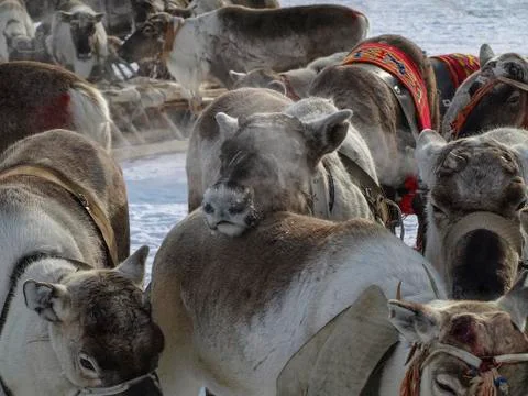 Reindeers Foto stock