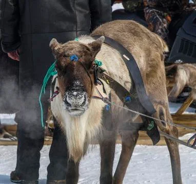 Reindeers Stock Photos