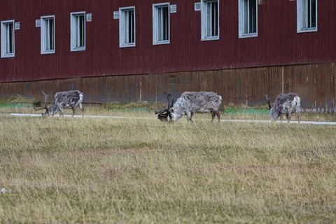 Reindeers in Pyramiden Stock Photos