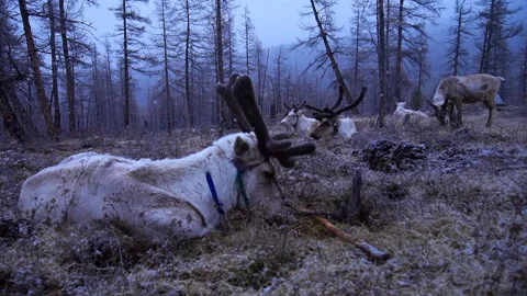 Reindeers resting during the winter snow in a forest Stock Footage 336443217