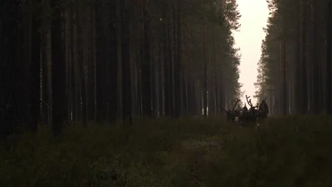 Reindeers rides carry the carts through forest valley in Siberia Video stock 169974296