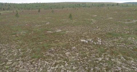 Reindeers running through Tundra Stock Footage 113289358