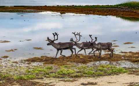 Reindeers on the seashore Stock Photos