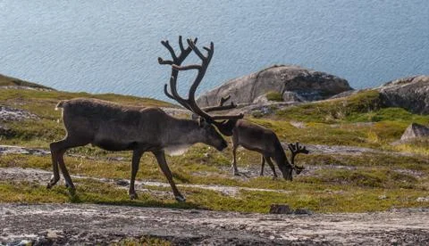 Reindeers on the seashore Stock Photos