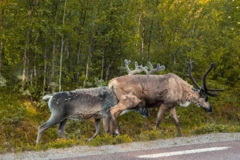Reindeers on the side of the road Stock Photos