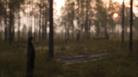 Reindeers sled behind the spiderweb Stock Footage 283377610