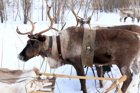 Reindeers in a team close up Fotos de archivo