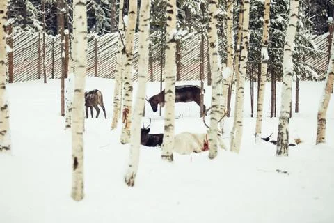 Reindeers walking among birches, winter. Deers on the snow Stock Photos