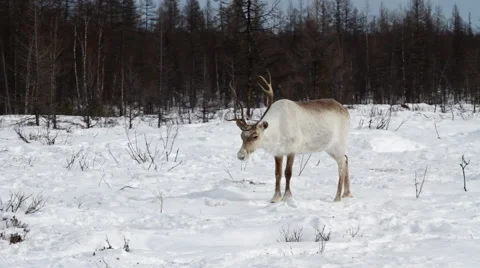 A reindeers in a winter scenery Stock Footage 43720099