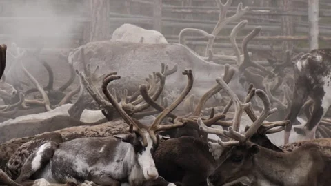 Reindeers(caribou) rest inside the camp Stock Footage 281286691