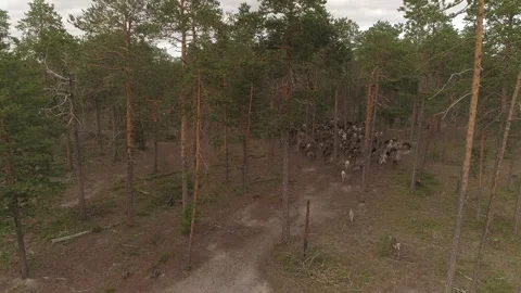 Reindeers(caribou) run on the path in taiga Stock-Footage 281766416