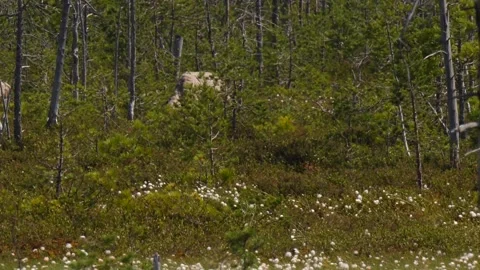 Reindeers(caribou) run through the forest Video stock 281491749