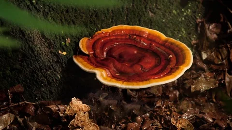 Reishi Medicinal Fungus - Side View Stock Footage