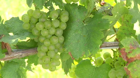 Reisling Stock Footage 913428