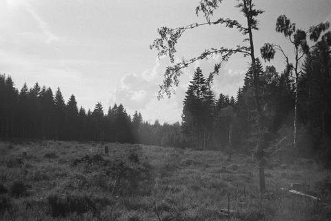 Reitzenhain, Germany - August 14, 2023: wood in Ore mountains - analogue Stock Photos