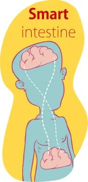 Relation of human brain and guts, second brain, image diagram - Vector Stock Illustration