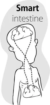 Relation of human brain and guts, second brain, image diagram - Vector Stock Illustration