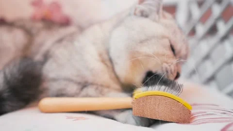 The relationship between a cat and a person. Selective focus Stock Footage 181493227
