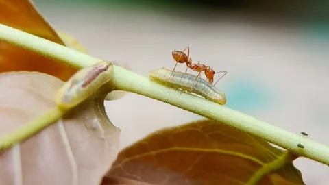 Relationship between Oecophylla smaragdina ant and Anthene emolus caterpillar Stock Footage 342950719