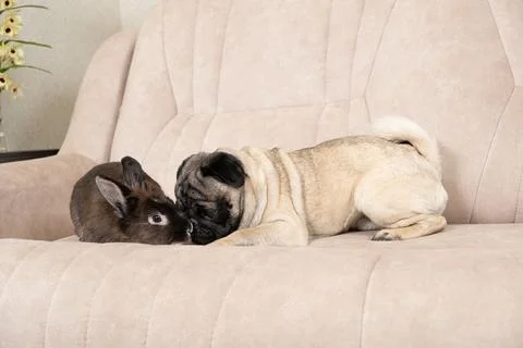 The relationship between a pug and a rabbit, friendship and love of pets. Stock Photos