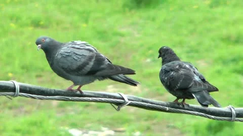 Relatives have a rest on a high-voltage cable Stock Footage 10721729