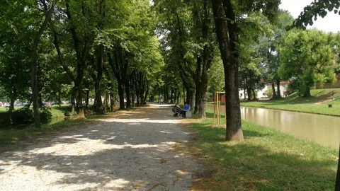 Relax along a tree-lined avenue Video stock 91936563