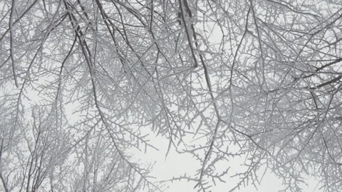 Relax in the alpine forest, snow trees and the silence of winter. Spring Stock Footage 257890988