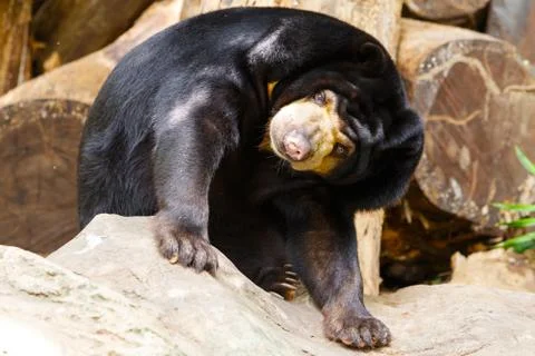 Relax with black bear Stock Photos