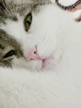 Relax cat 写真素材