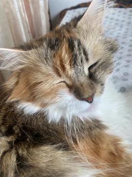 Relax cat Stock Photos