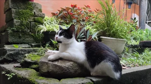 Relax cat at a rock Stock Footage 297593599