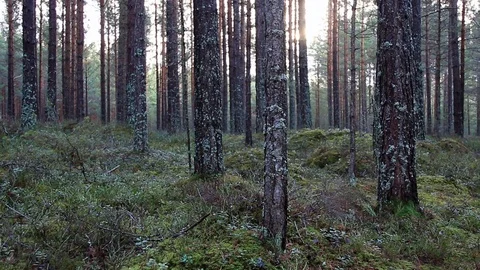 Relax with this free forest background Stock Footage 93782513