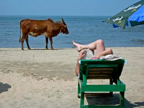 Relax in Goa with sacred cow Stock Photos