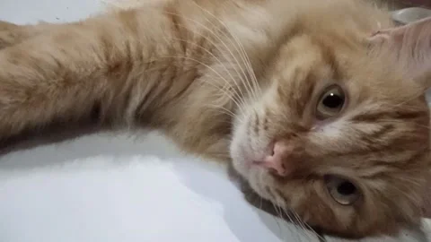 Relax Is Important Stock-Footage 171715486