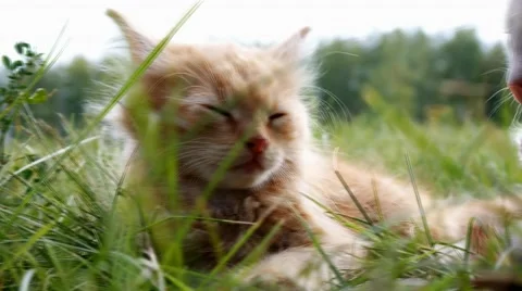 Relax kitten on green grass Stock-Footage 43742937