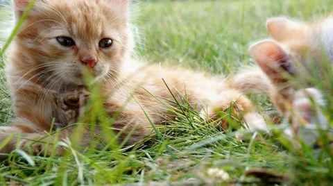 Relax kitten on green grass Stock-Footage 43742938
