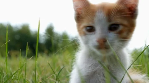 Relax kitten on green grass Stock-Footage 43742974